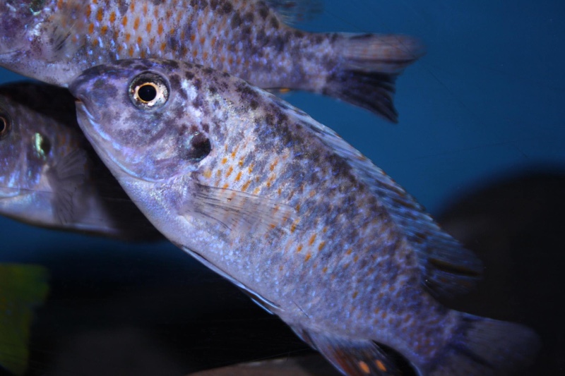 Labeotropheus fuelleborni 'Thumbi West Island'